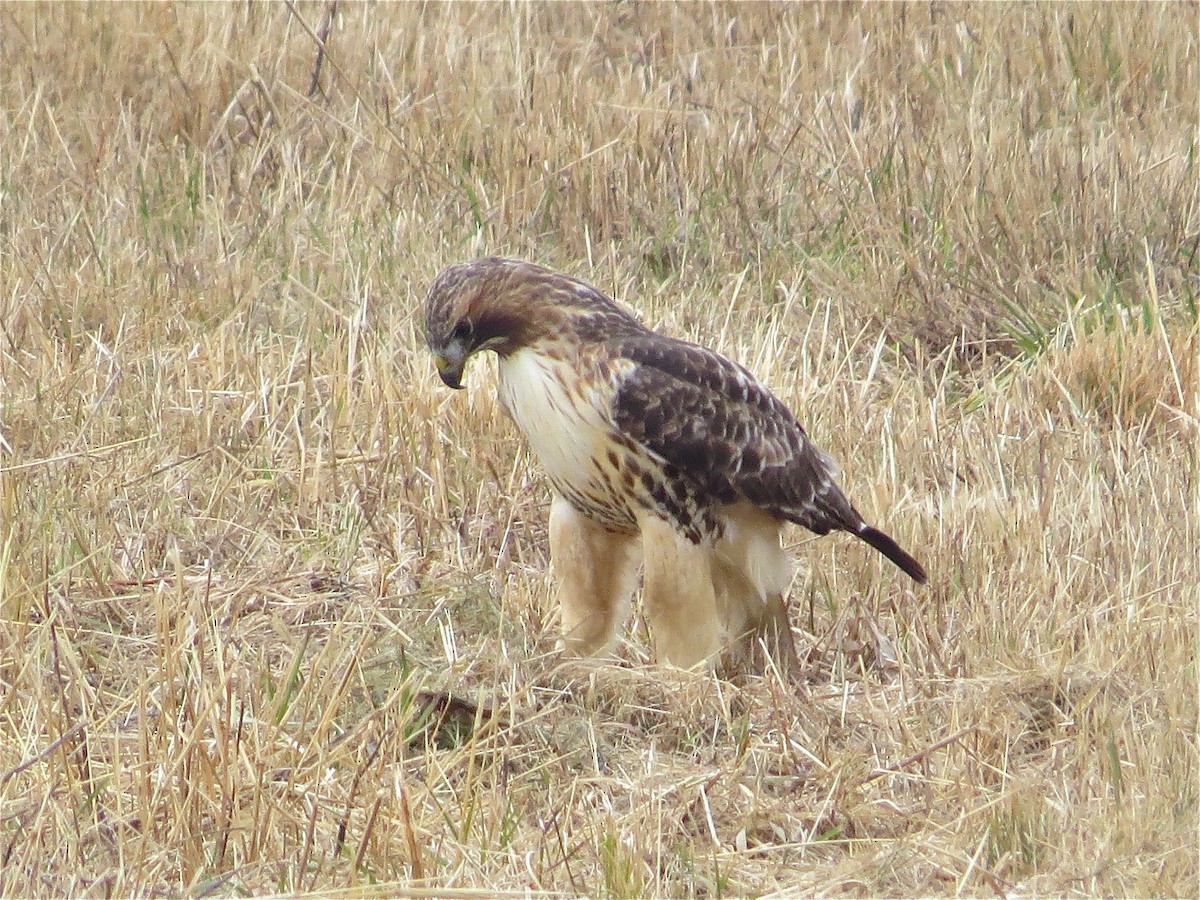 Red-tailed Hawk - ML78980791