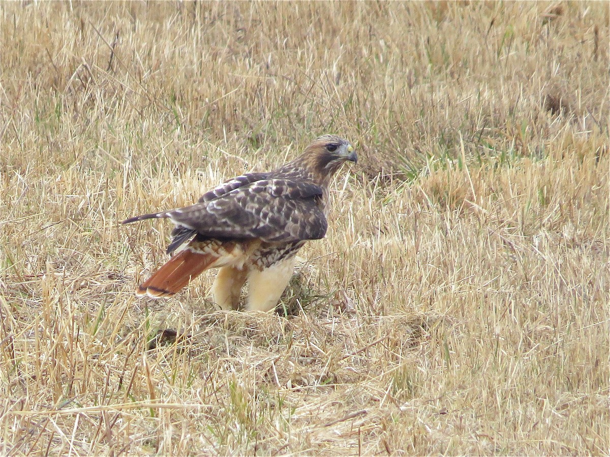 Red-tailed Hawk - ML78980991