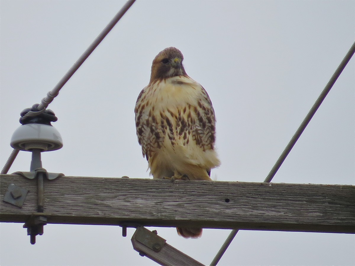 Red-tailed Hawk - ML78981081