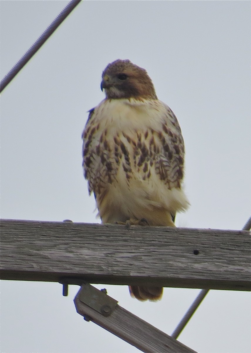 Red-tailed Hawk - ML78981101