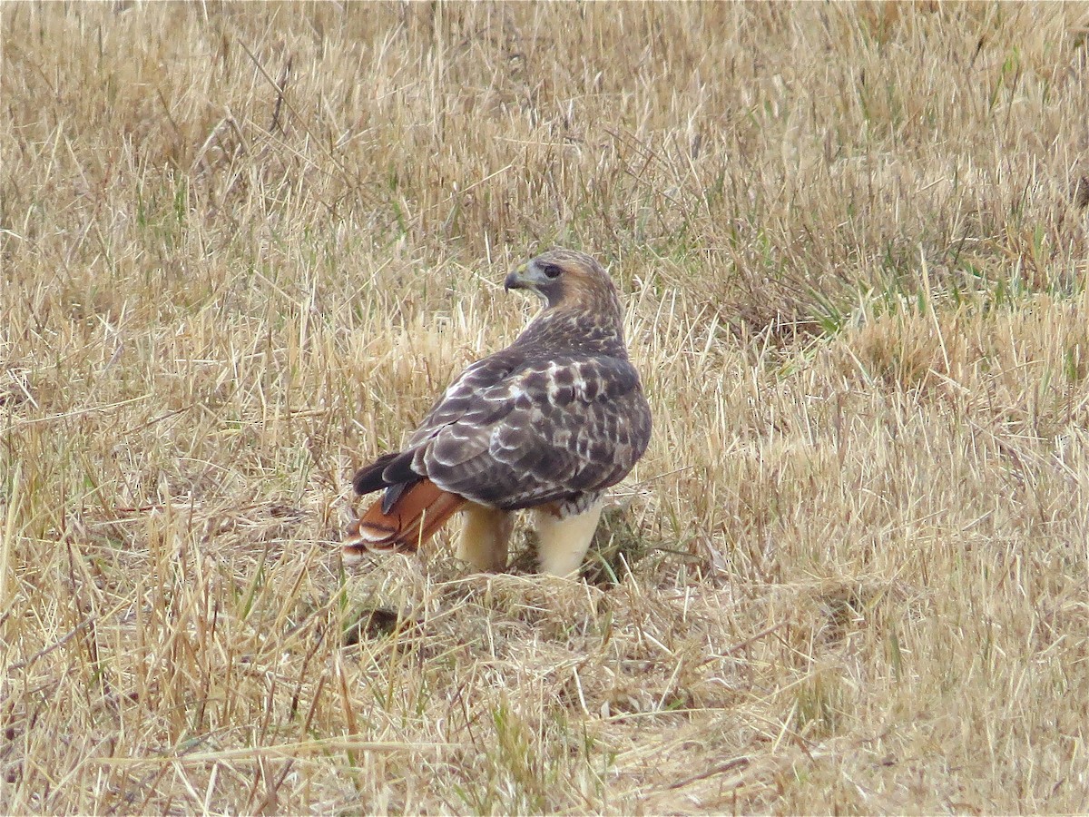 Red-tailed Hawk - ML78981221