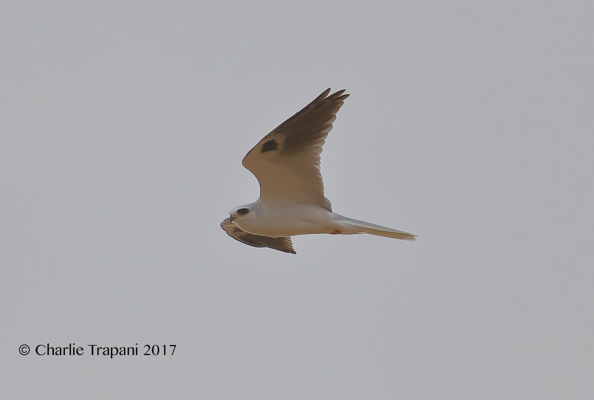 White-tailed Kite - ML78981231
