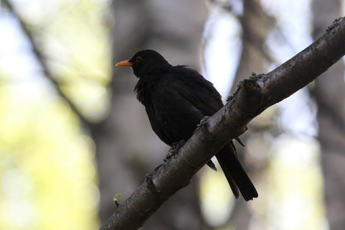 Eurasian Blackbird - ML78983681