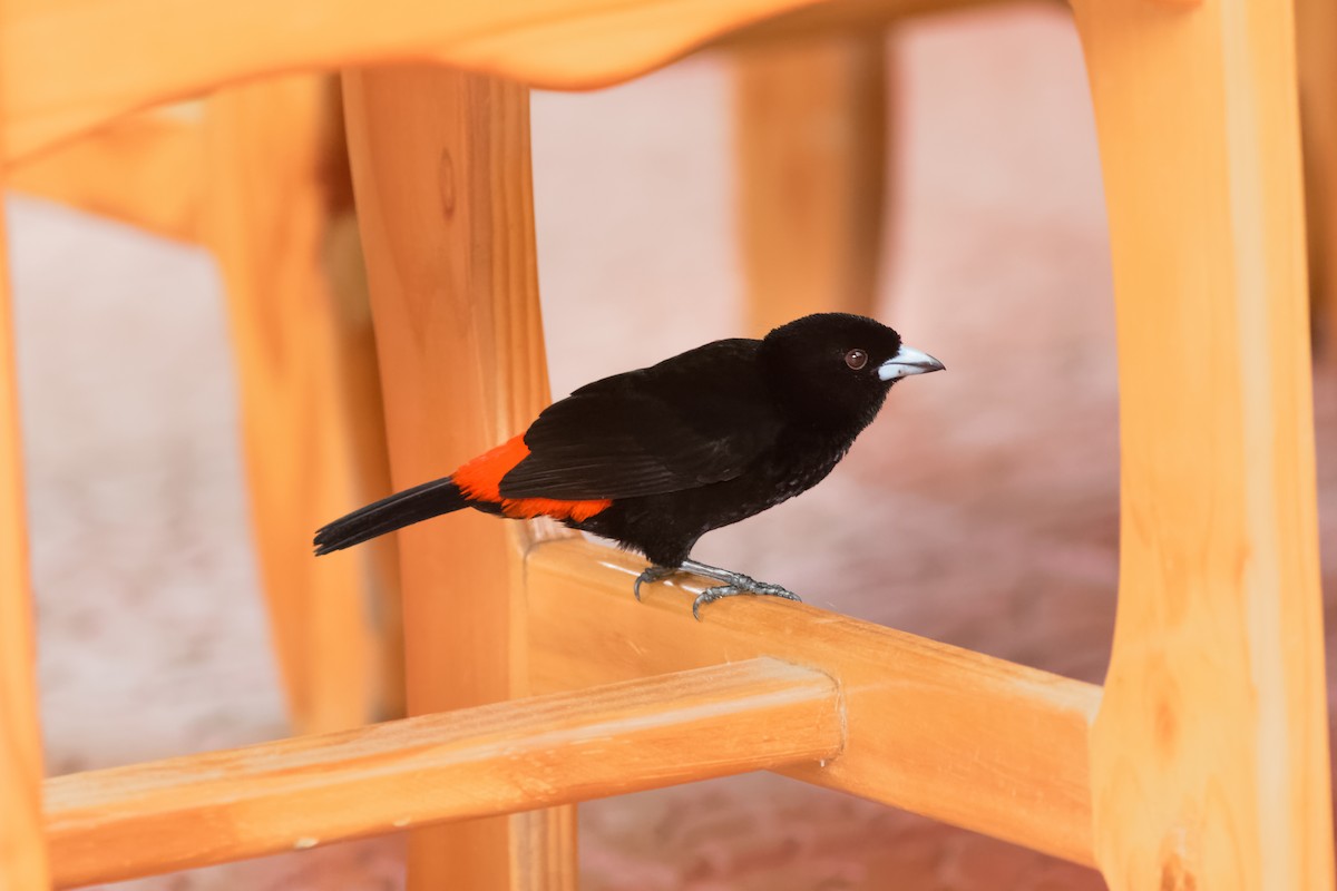 Scarlet-rumped Tanager (Passerini's) - ML78983881
