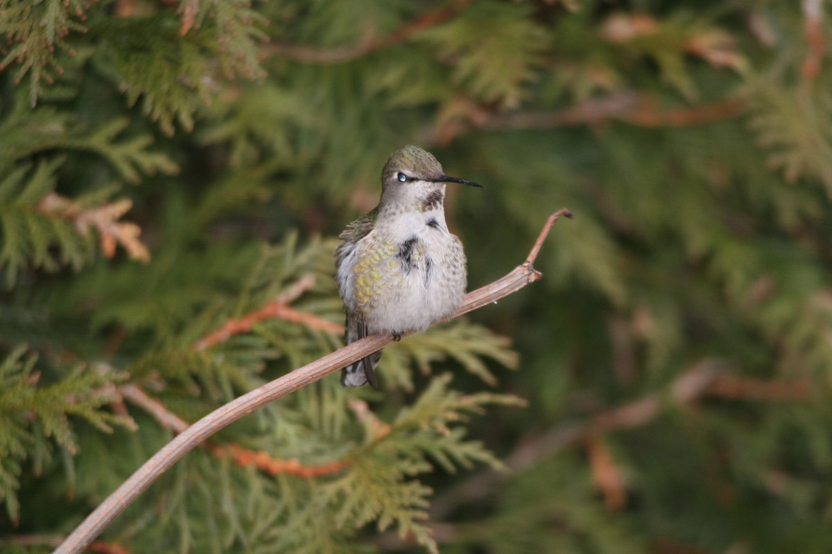 Anna's Hummingbird - Pierre Fradette
