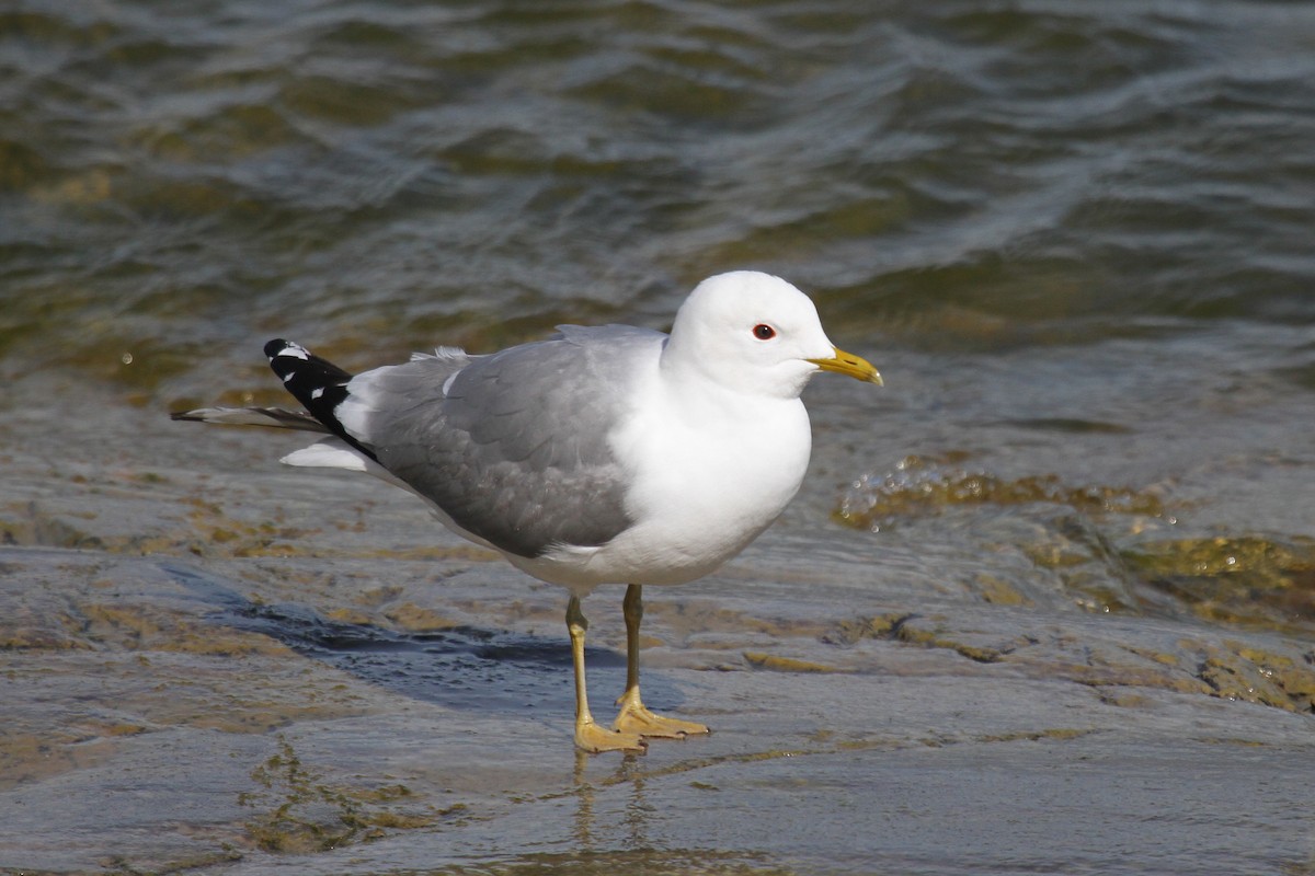Common Gull - Margot Oorebeek