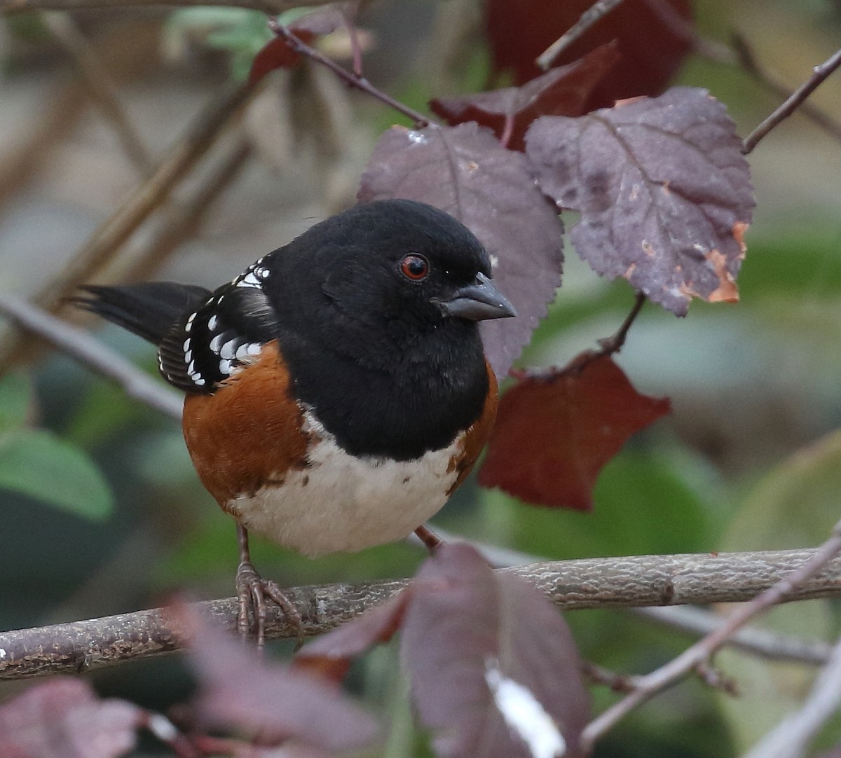 Spotted Towhee - ML78989201