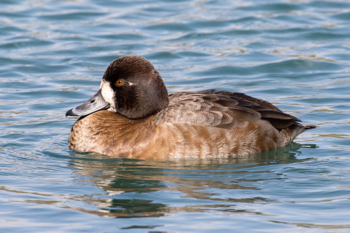 Greater/Lesser Scaup - ML78989451