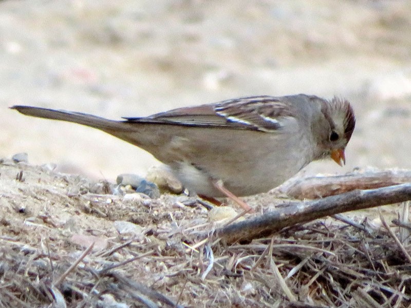 White-crowned Sparrow - Kat Avila