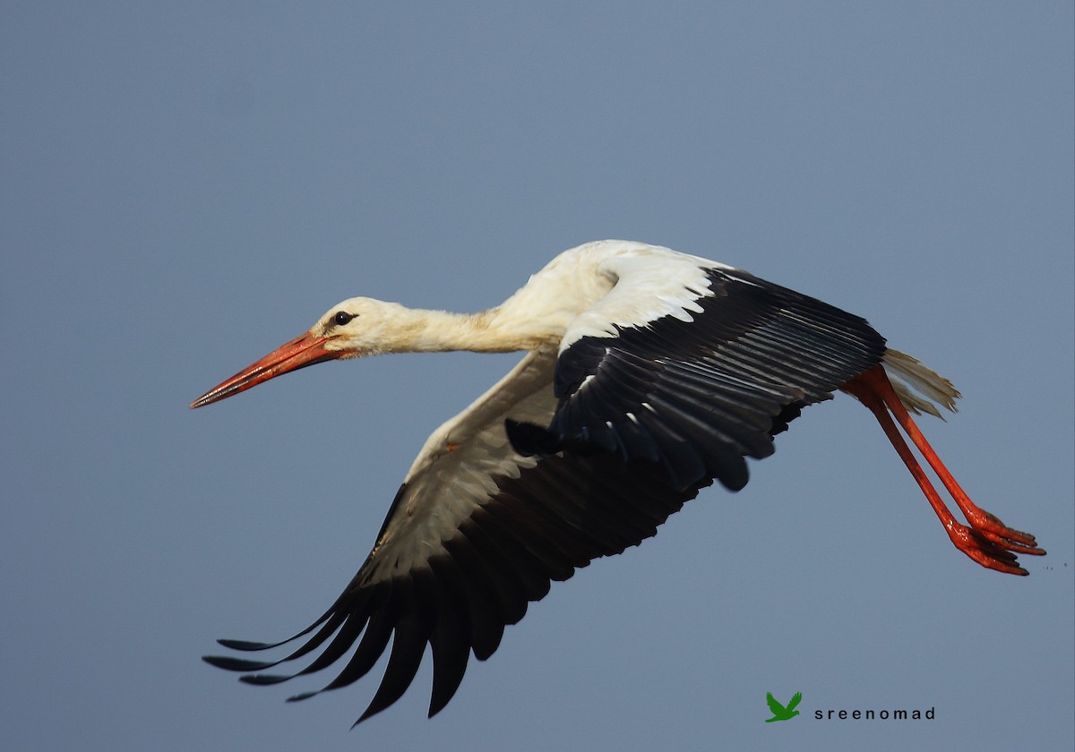 White Stork - sreekumar  k govindankutty