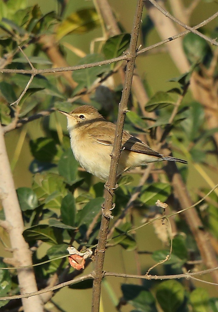 Booted Warbler - ML78991541