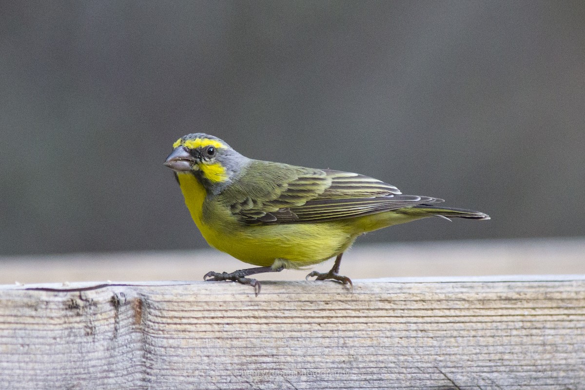 Yellow-fronted Canary - ML78991731