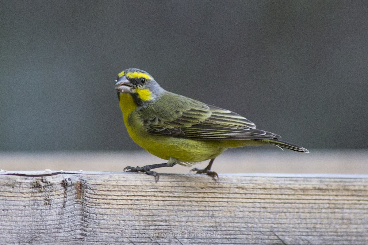 Yellow-fronted Canary - ML78991741
