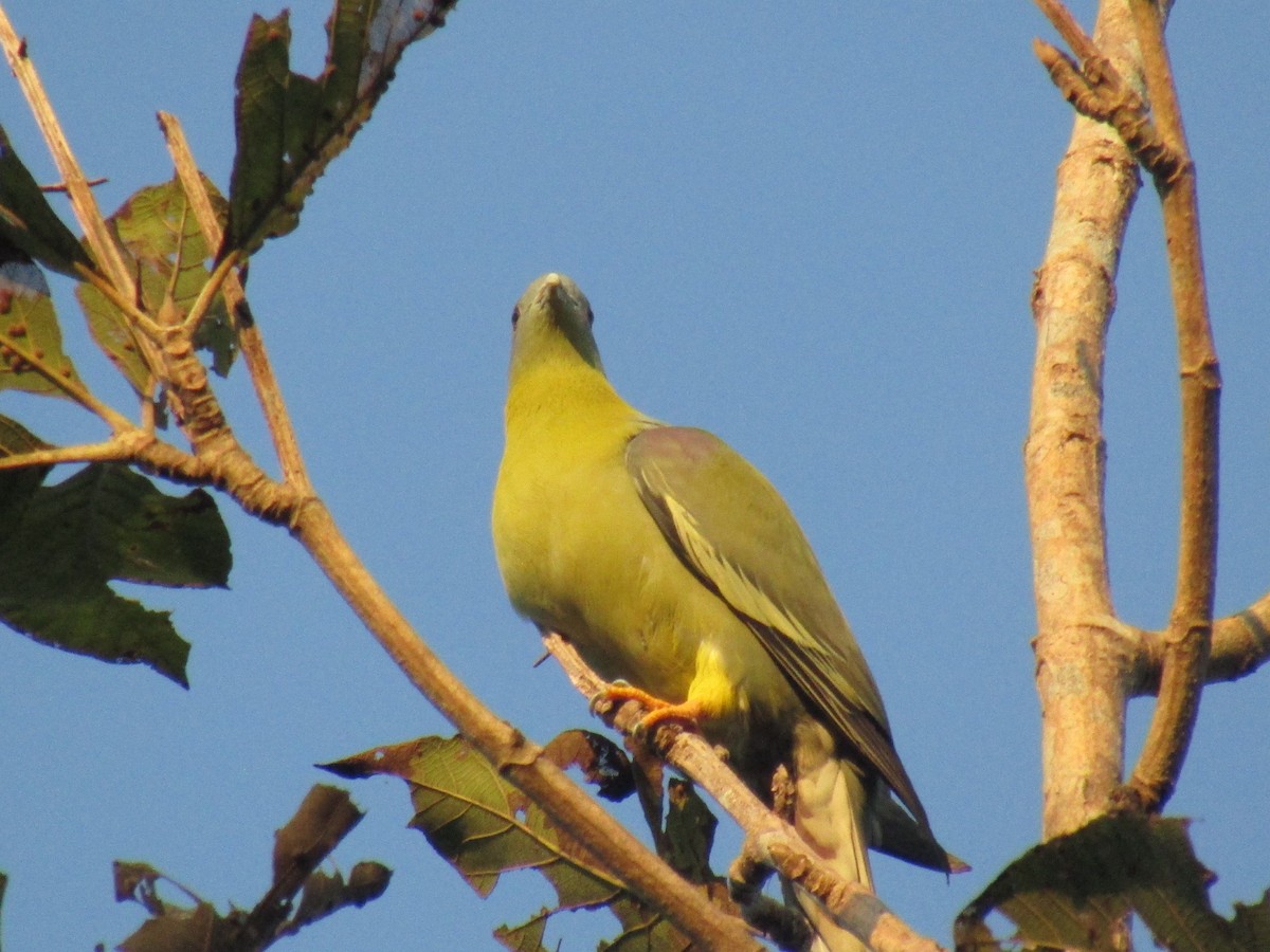 Желтоногий зелёный голубь - ML78994981
