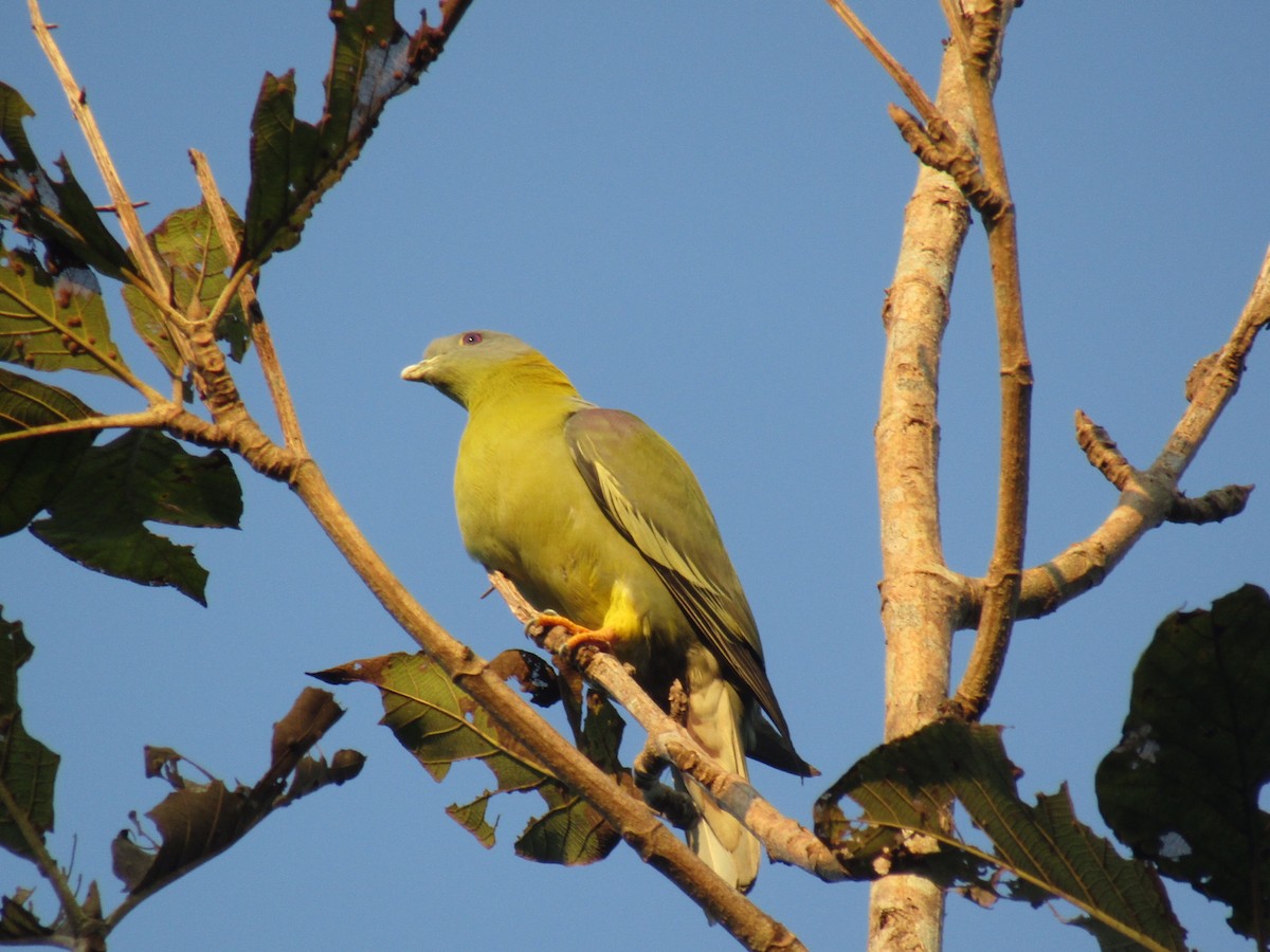 Yellow-footed Green-Pigeon - ML78994991