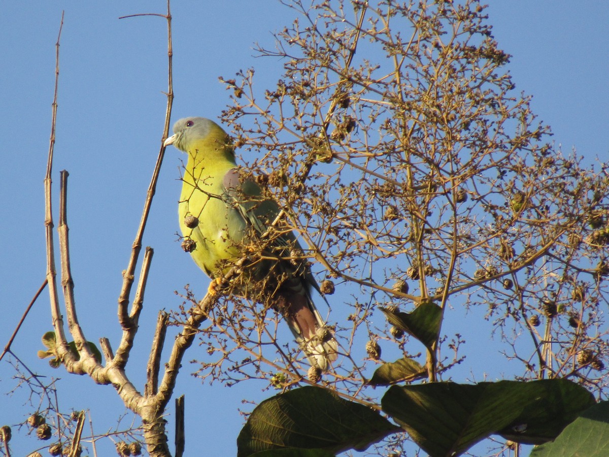 Yellow-footed Green-Pigeon - ML78995001