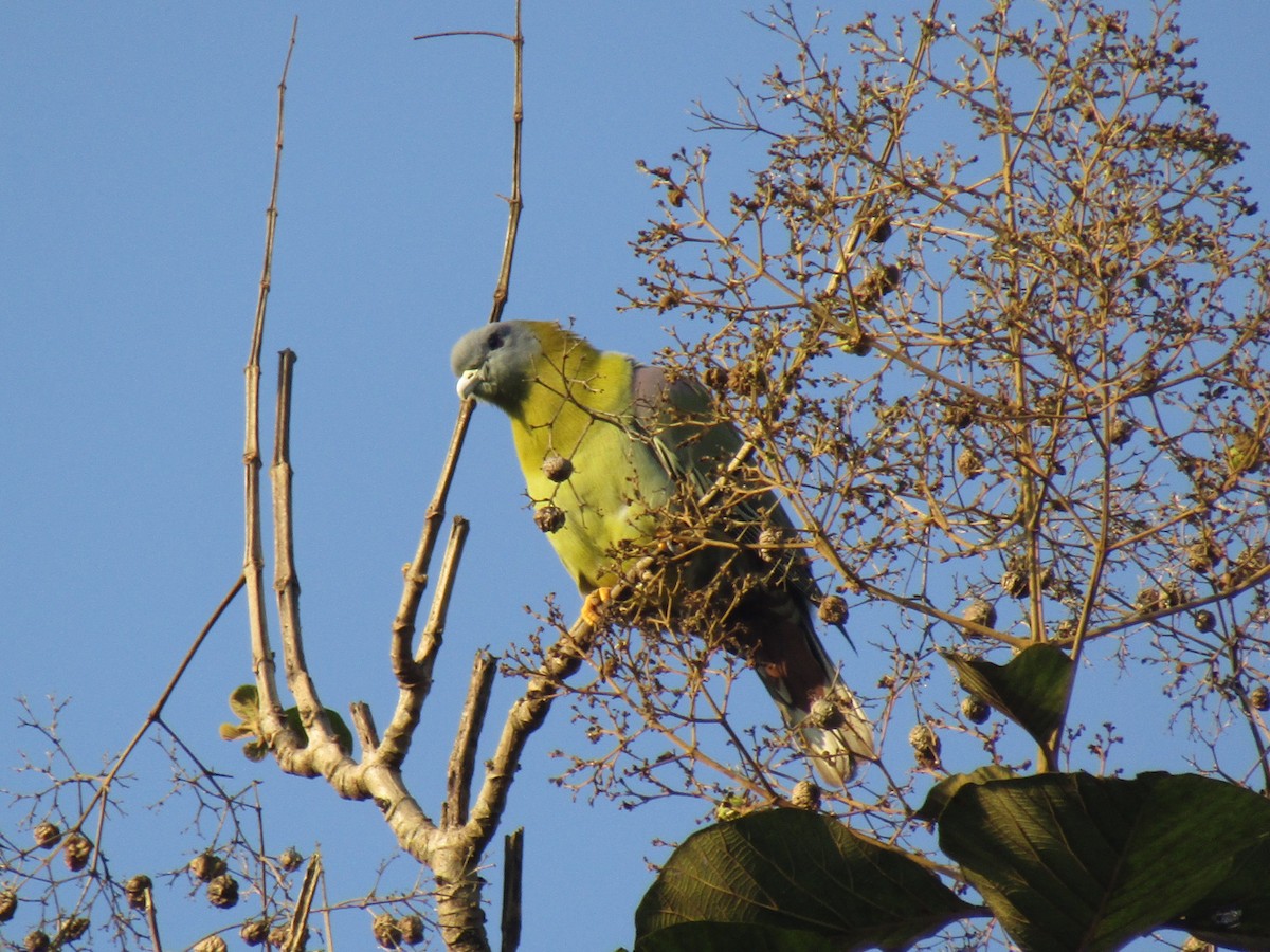 Yellow-footed Green-Pigeon - ML78995011
