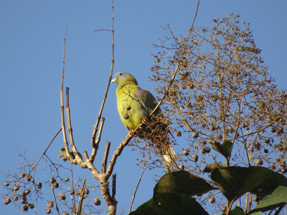 Желтоногий зелёный голубь - ML78995021