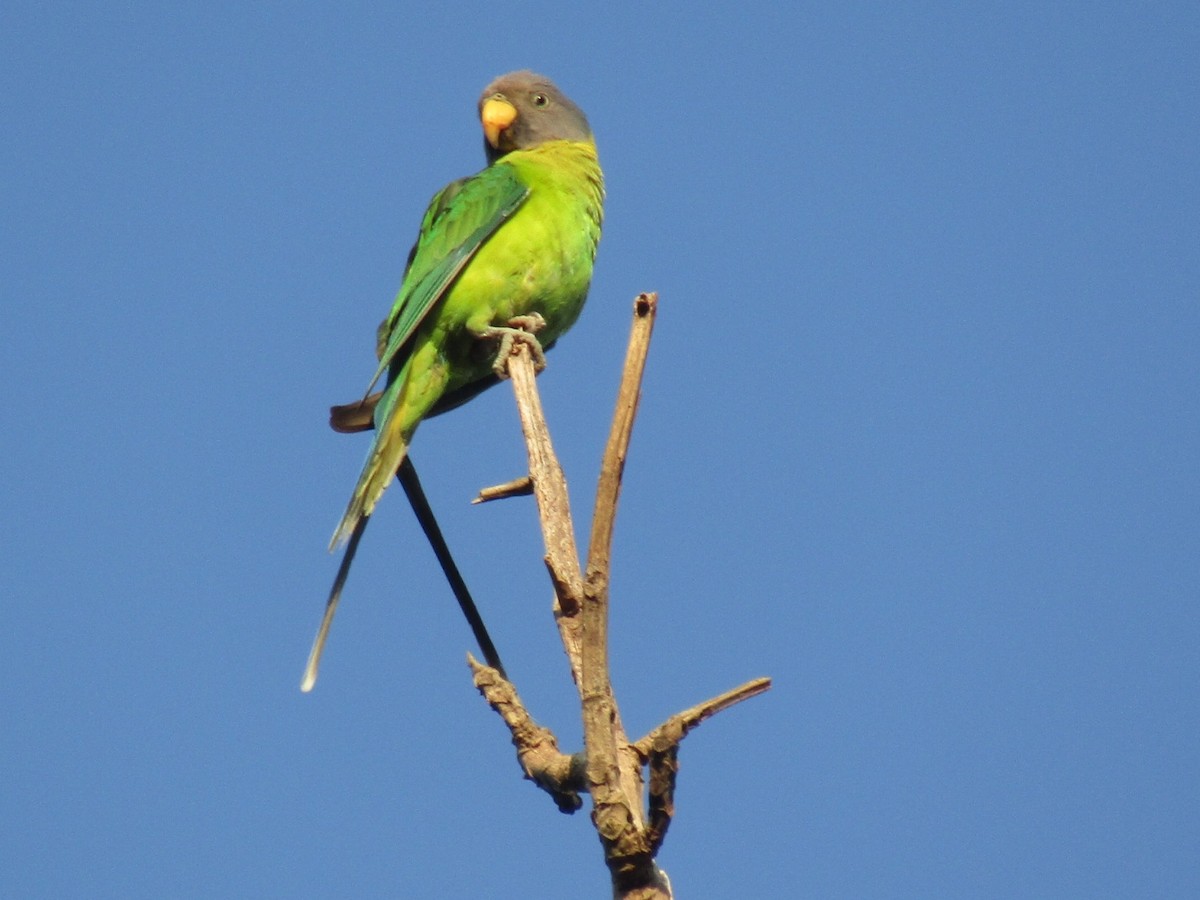 Plum-headed Parakeet - Raju Kidoor