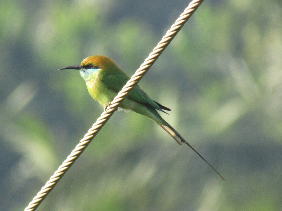 Asian Green Bee-eater - Raju Kidoor