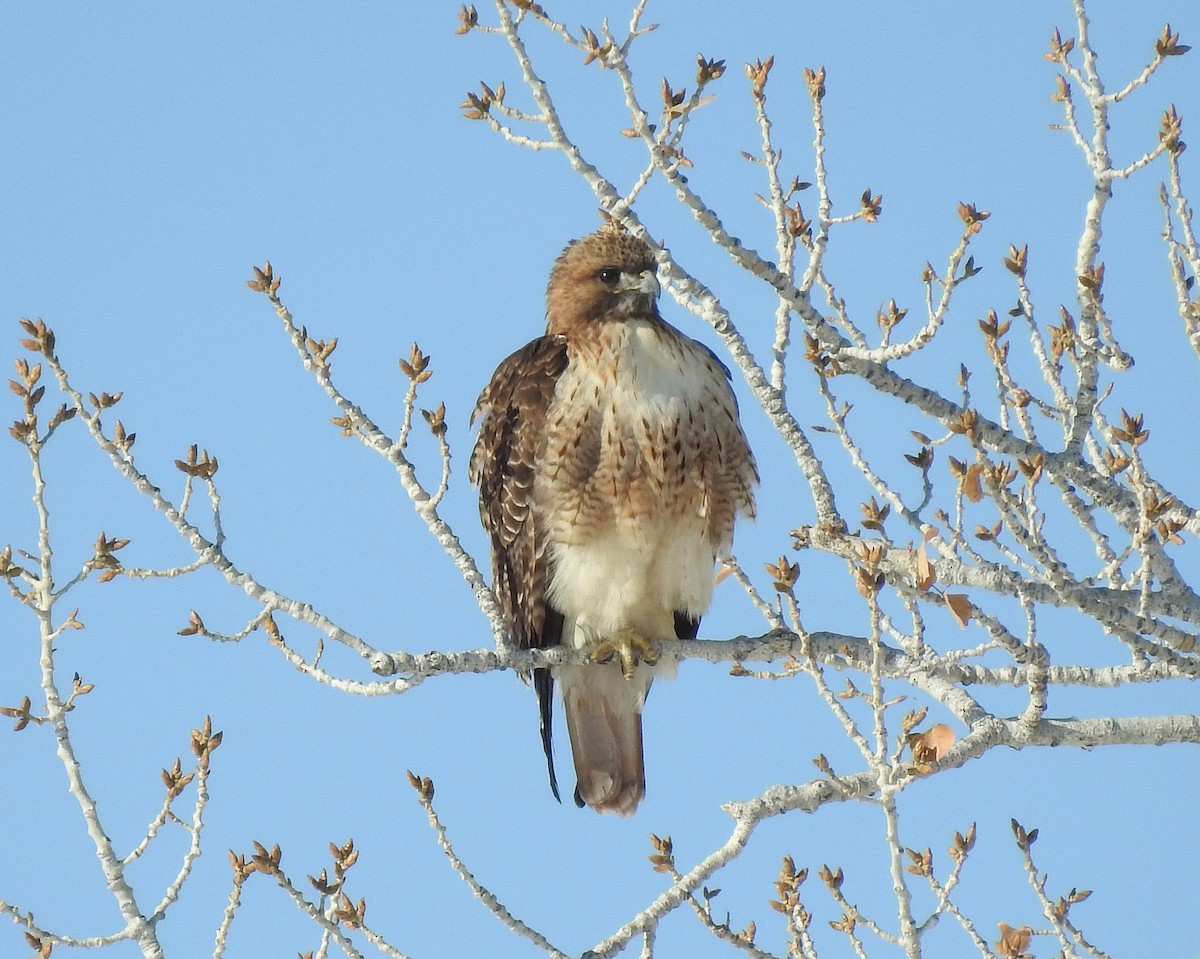 Red-tailed Hawk - ML78996291