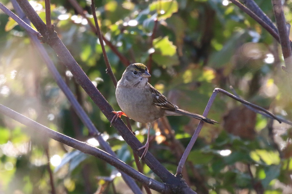 Golden-crowned Sparrow - ML78998361