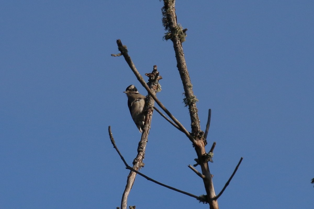 Downy Woodpecker (Pacific) - ML78998571