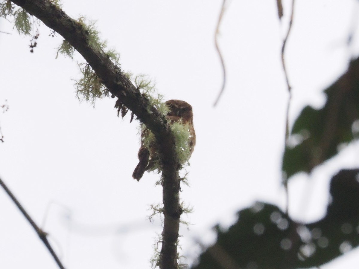Andean Pygmy-Owl - Merryl Edelstein