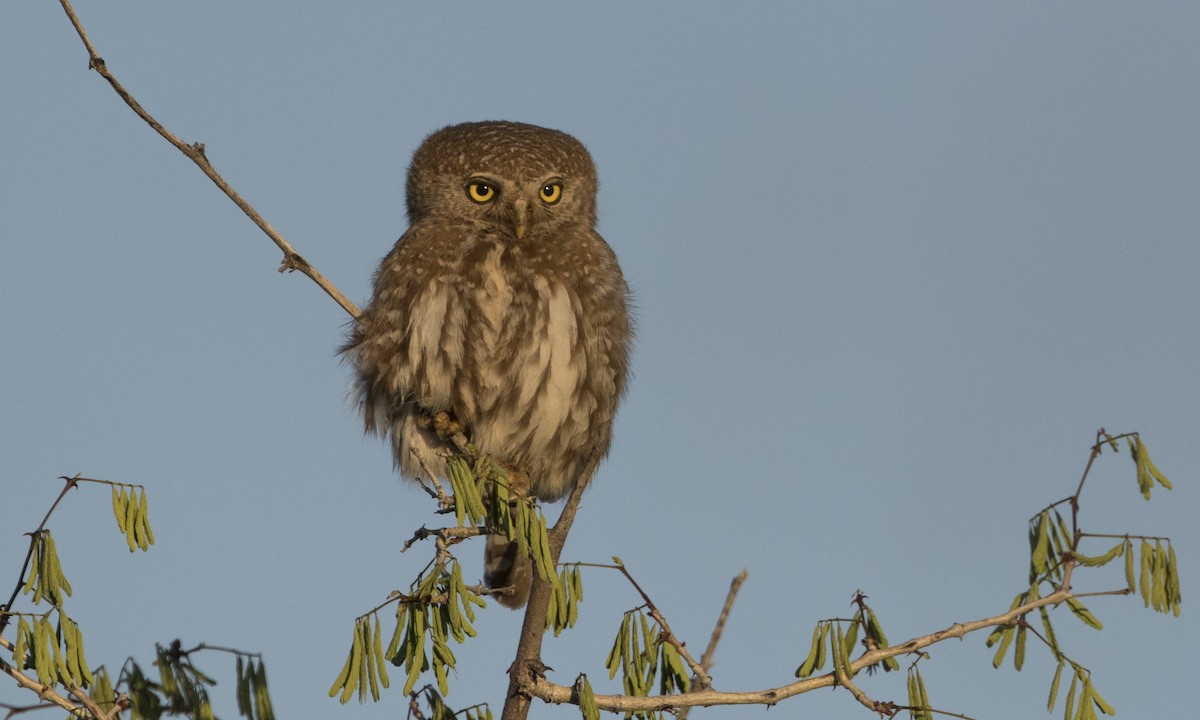 Pearl-spotted Owlet - ML79000521