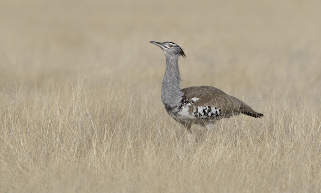 Kori Bustard Ebird