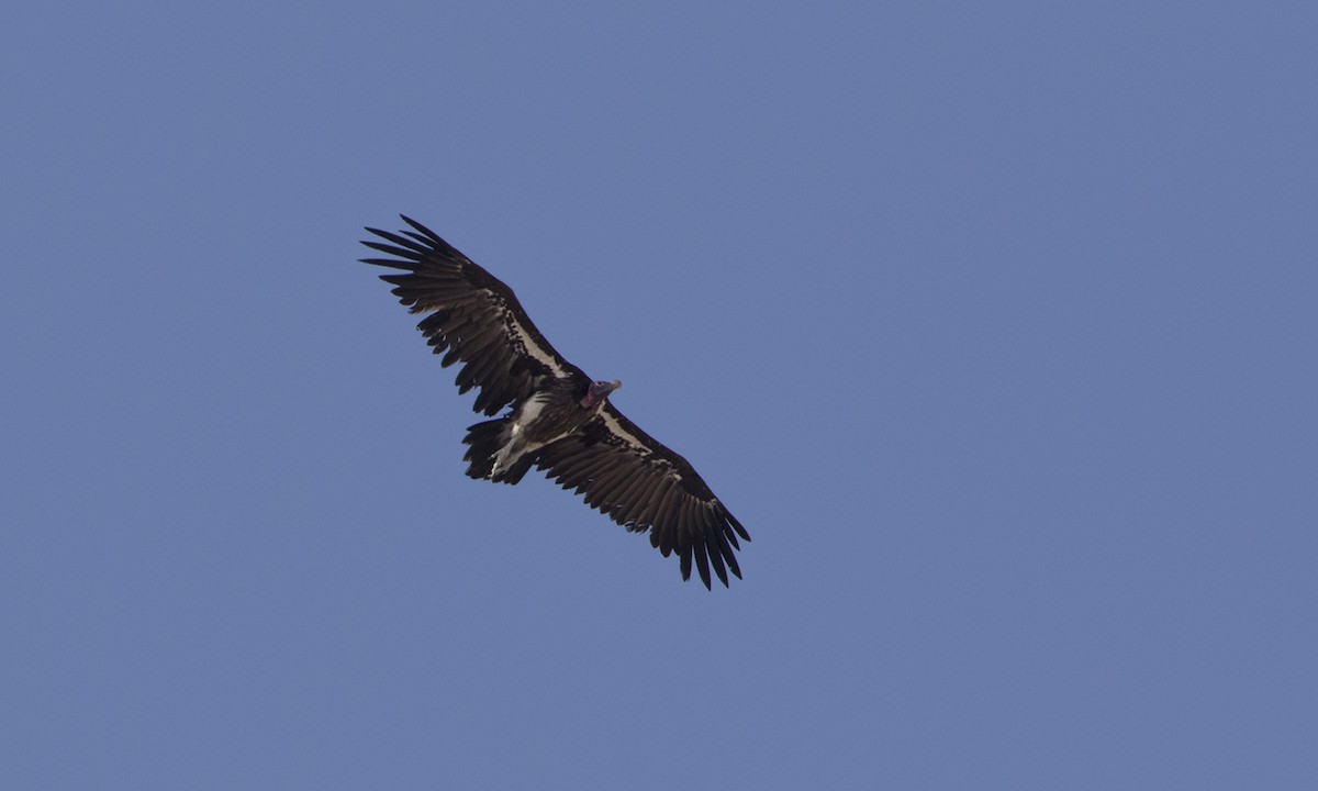 Lappet-faced Vulture - ML79000601