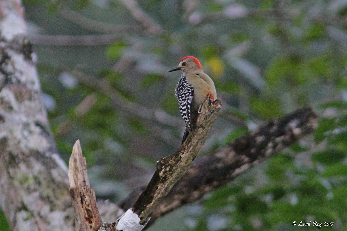 Red-crowned Woodpecker - ML79001531