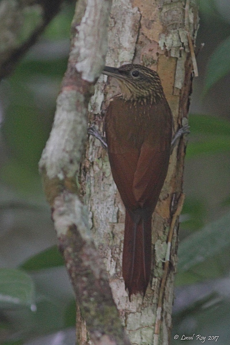 Cocoa Woodcreeper (Lawrence's) - Laval Roy