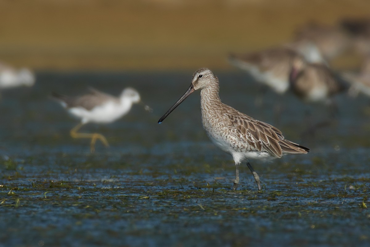 Asian Dowitcher - ML79002211