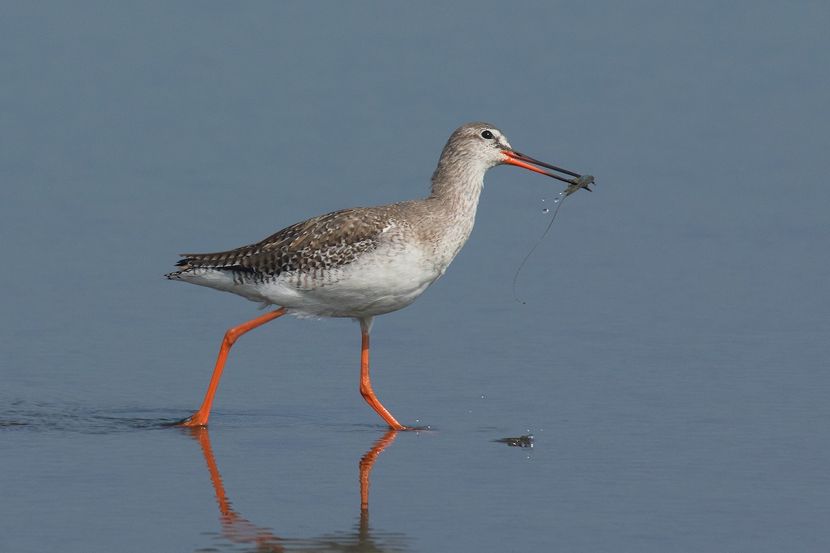 Spotted Redshank - ML79002451
