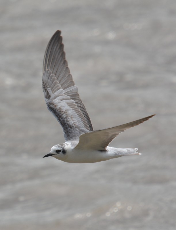 White-winged Tern - Simon Tonge