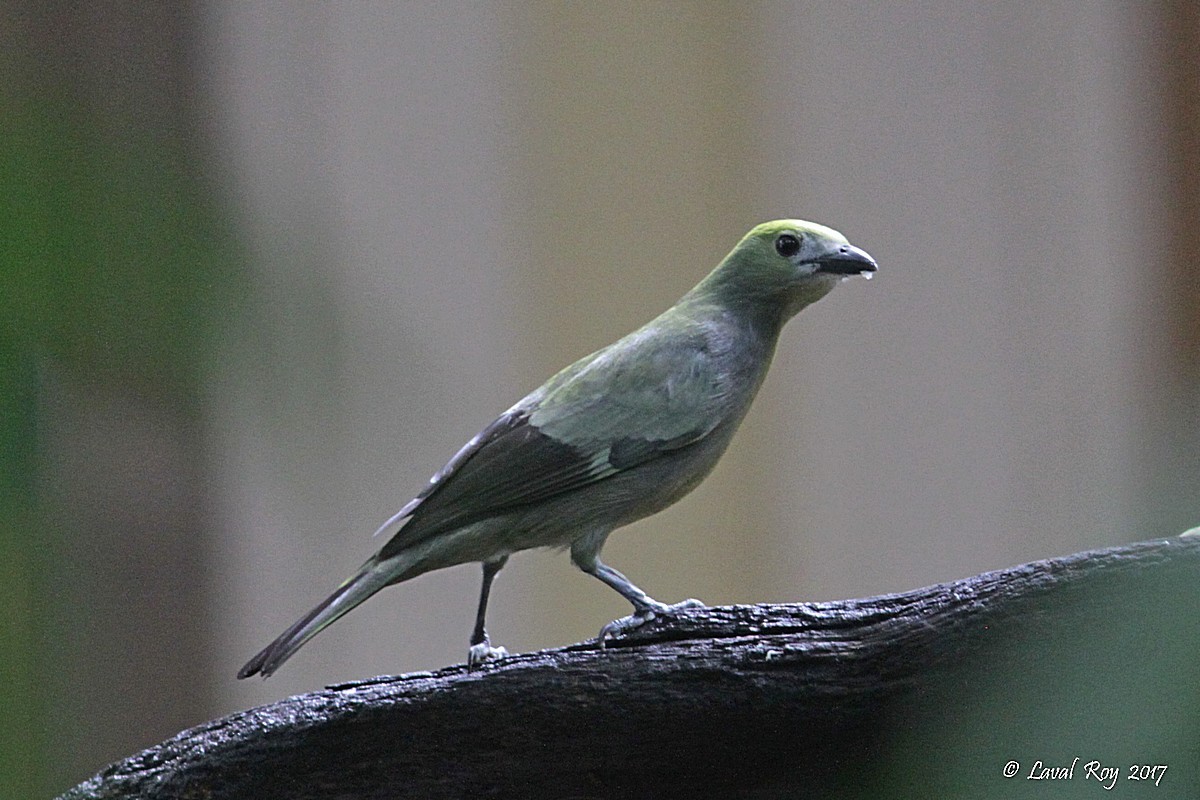 Palm Tanager - Laval Roy