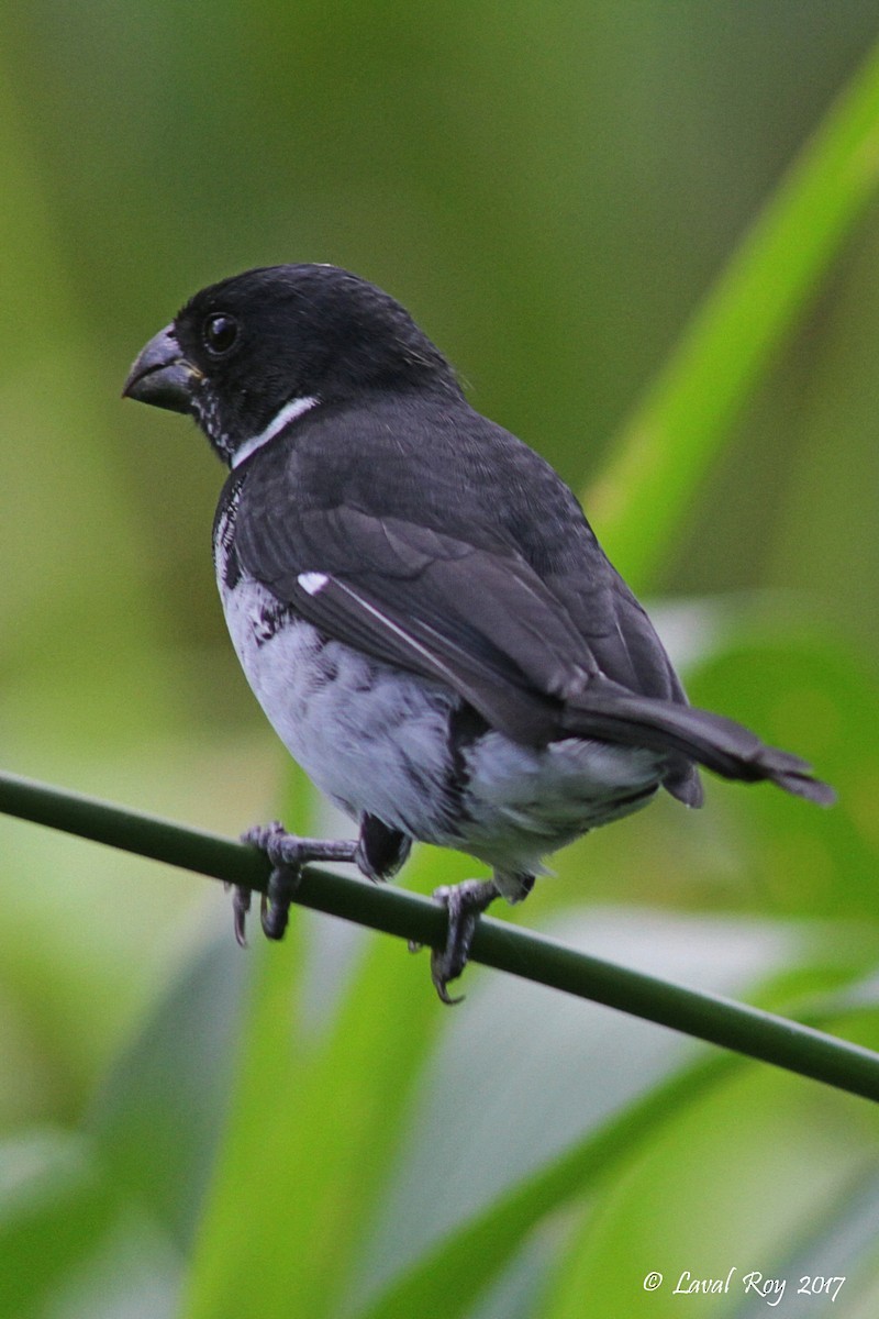 Variable Seedeater - ML79003071