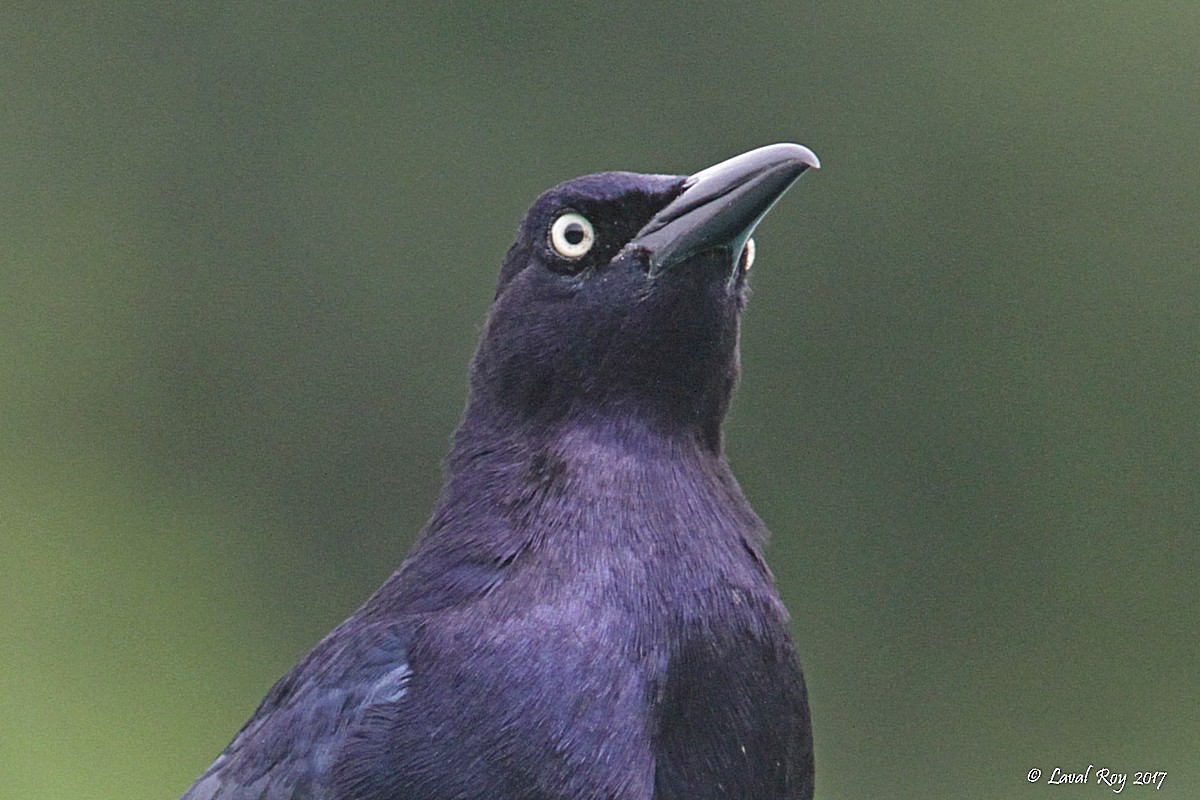 Great-tailed Grackle - Laval Roy