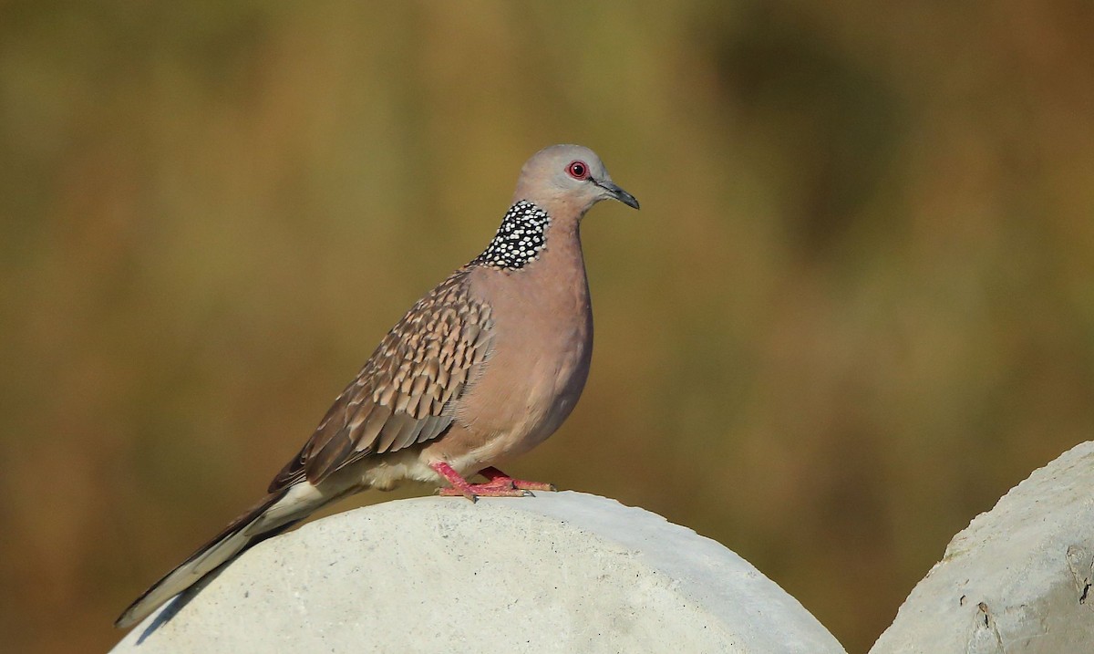 Spotted Dove - ML79003211