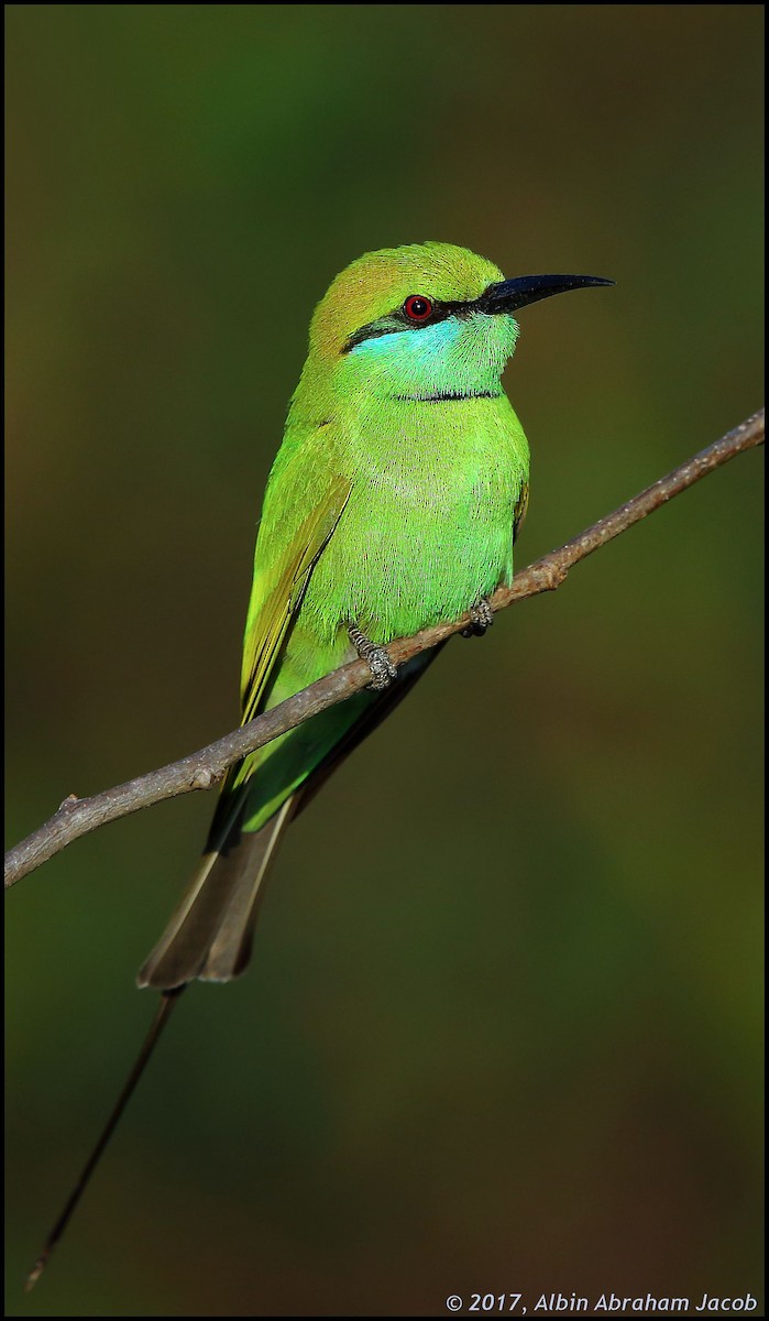 Asian Green Bee-eater - ML79003461