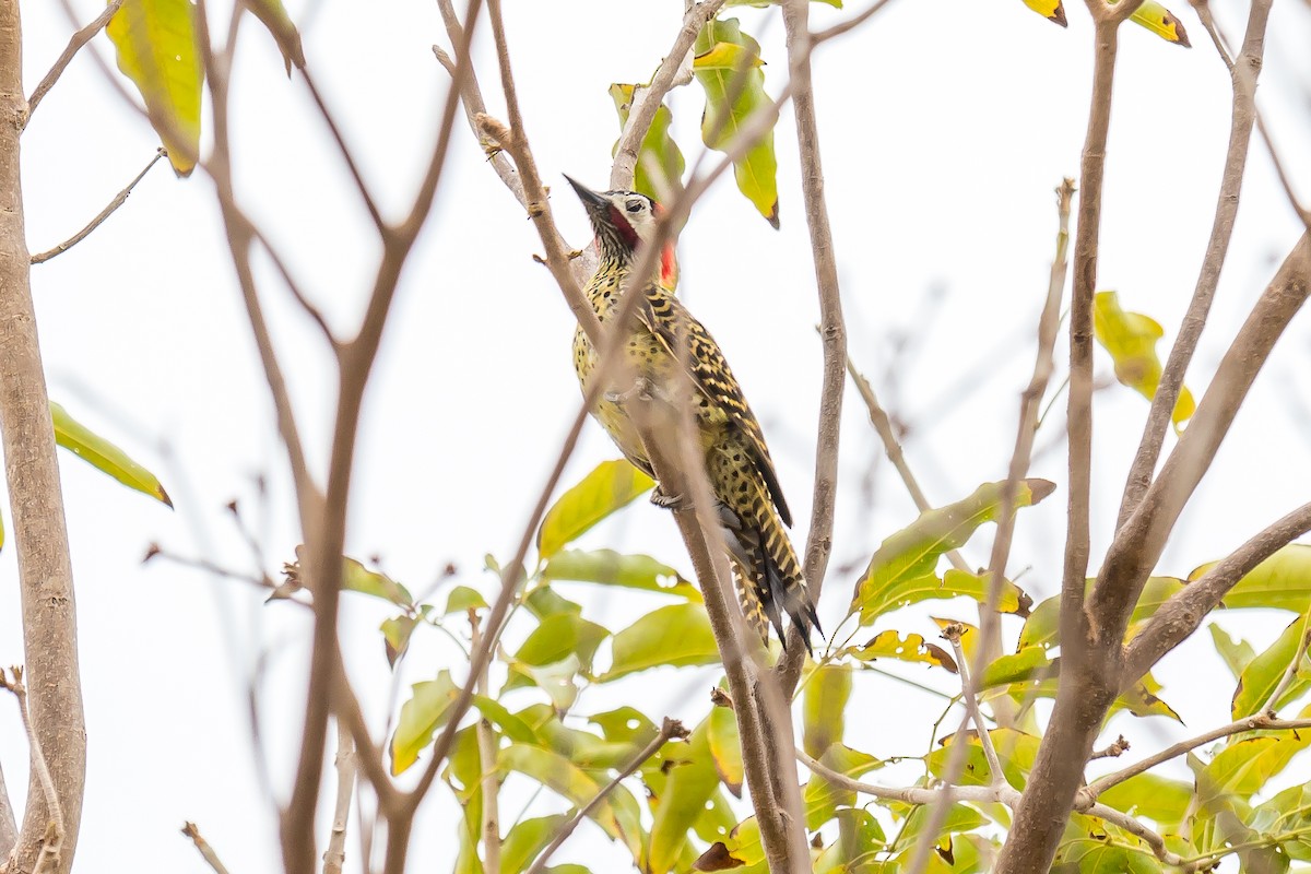 Green-barred Woodpecker - ML79003571