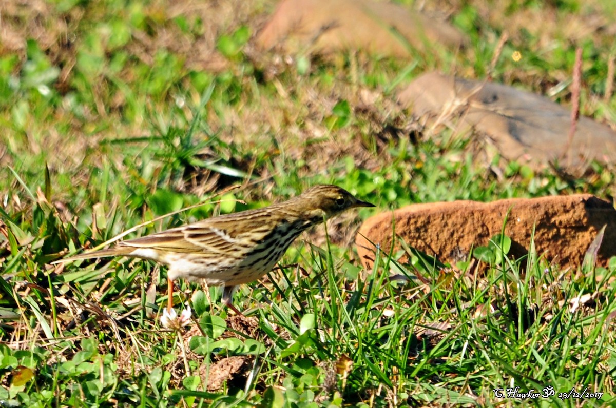 Meadow Pipit - ML79004021