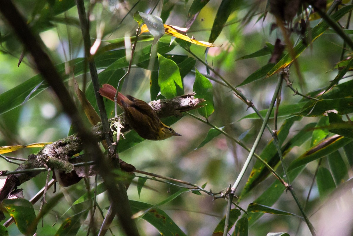 White-browed Foliage-gleaner - André  Zambolli