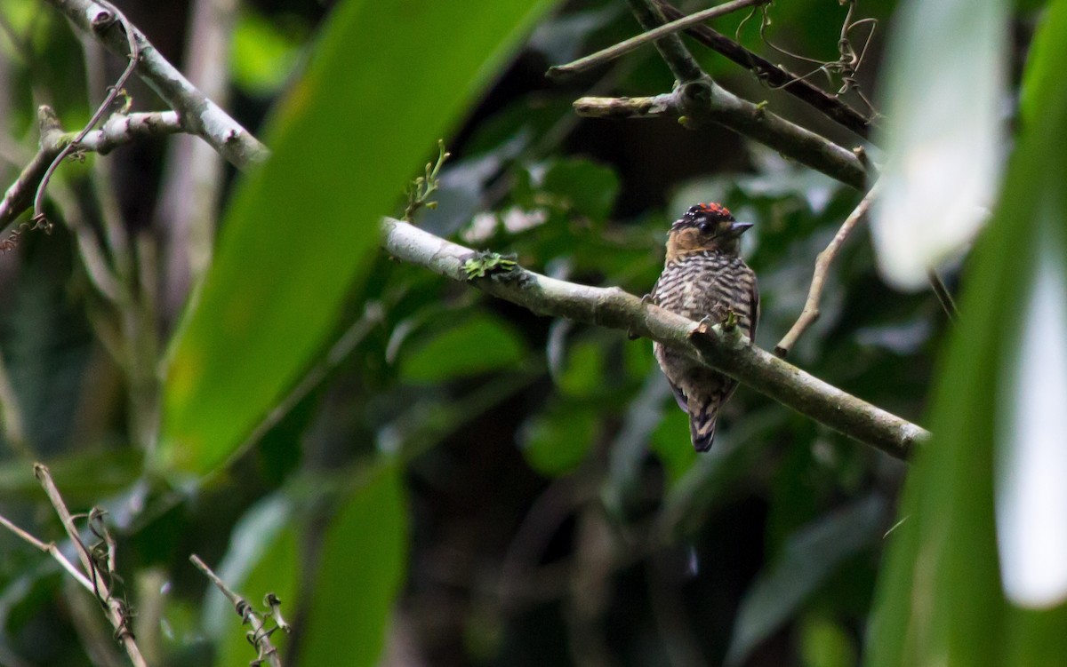 Ochre-collared Piculet - ML79005321