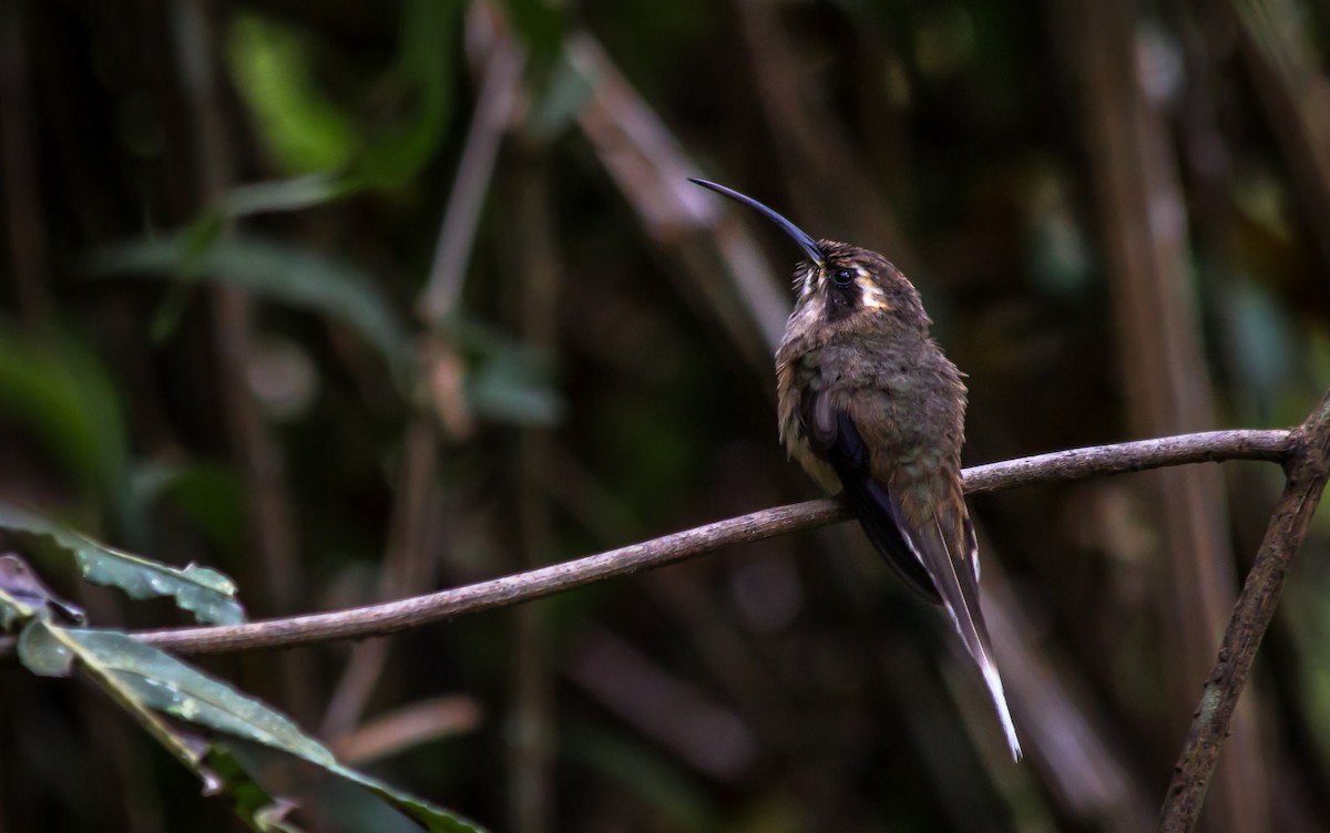 kolibřík temnohrdlý - ML79005381