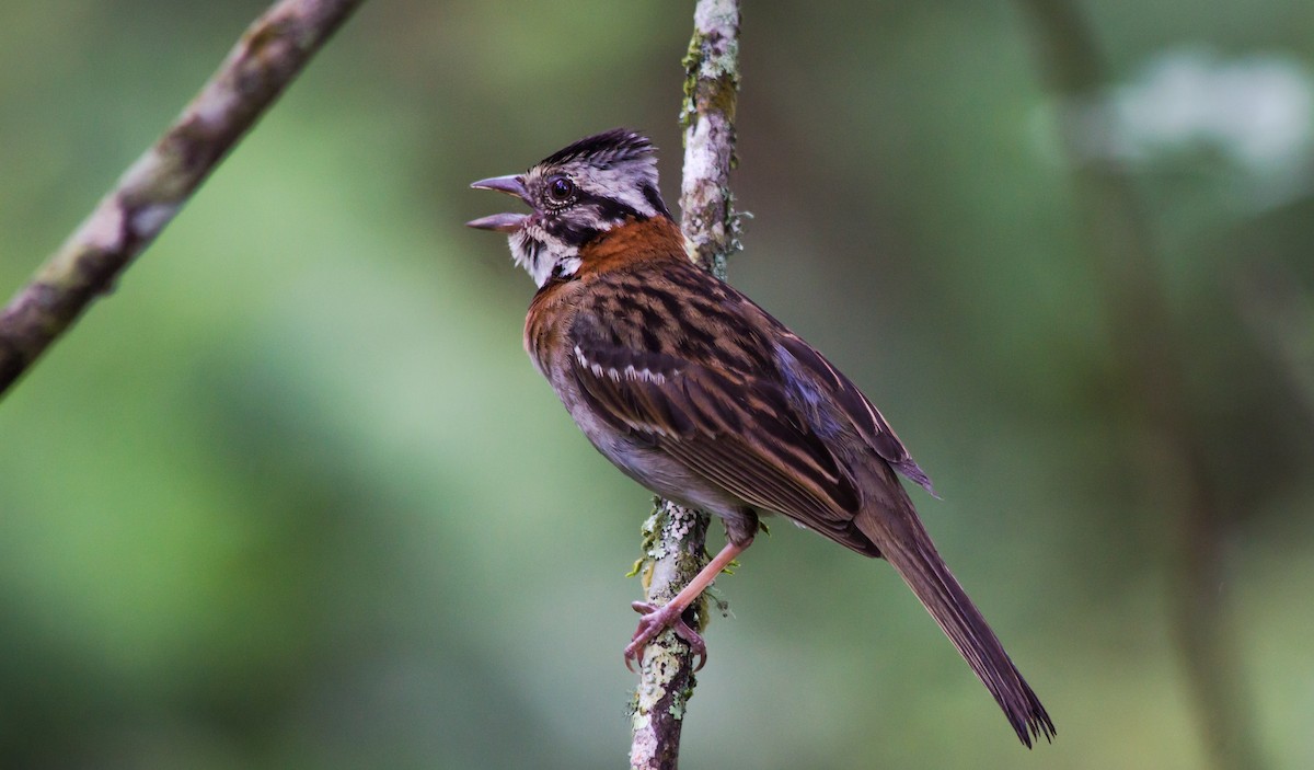 Rufous-collared Sparrow - ML79005471