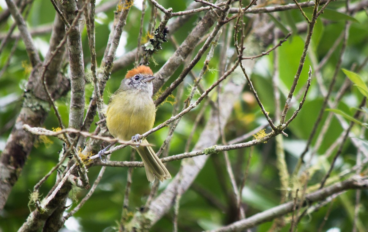 Rufous-crowned Greenlet - André  Zambolli