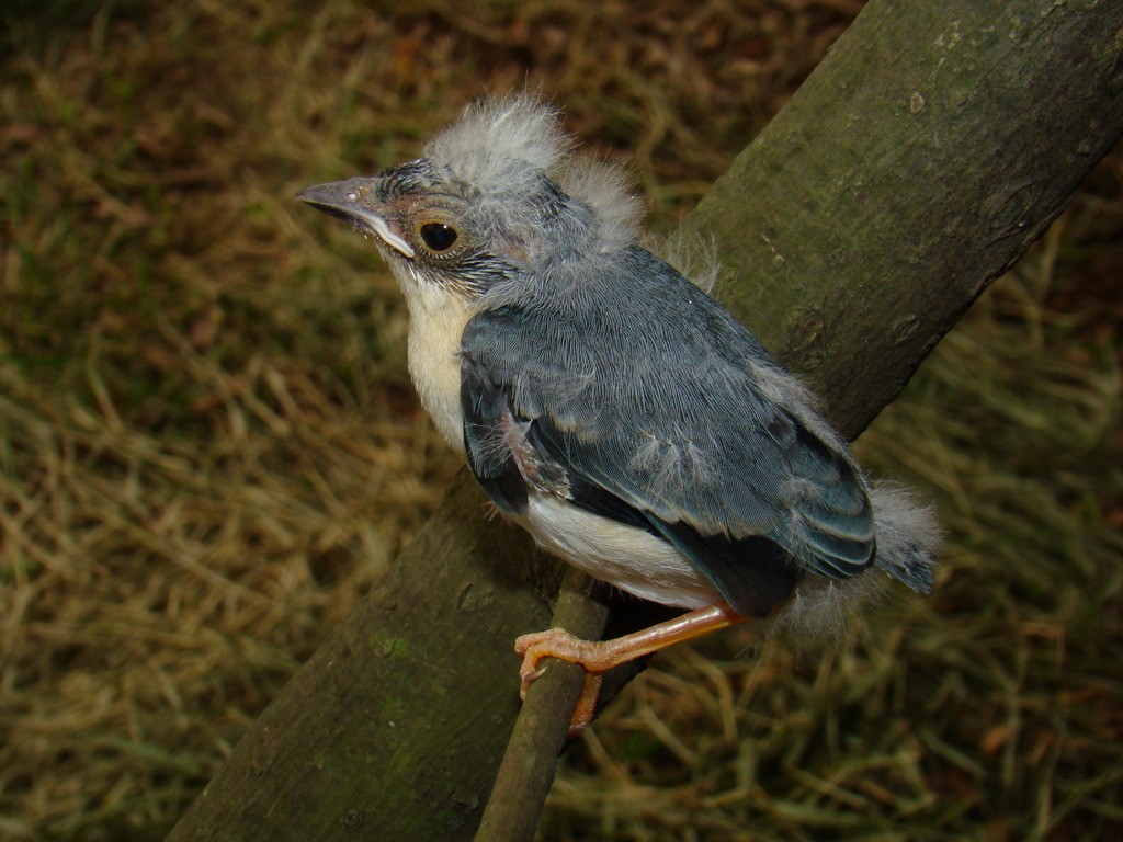 Hooded Tanager - ML79006671