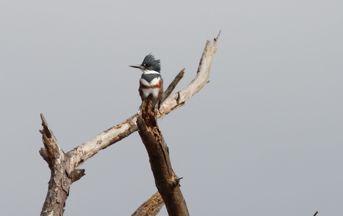 Belted Kingfisher - ML79007941